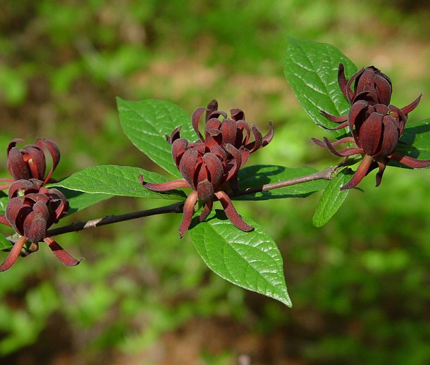 Calycanthus floridus – Nurseries Caroliniana