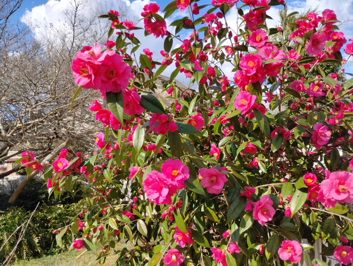 Camellia 'Crimson Candles' – Nurseries Caroliniana