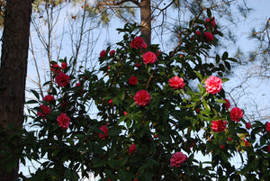 Camellia 'Valley Knudsen'