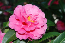 Camellia 'Valley Knudsen'