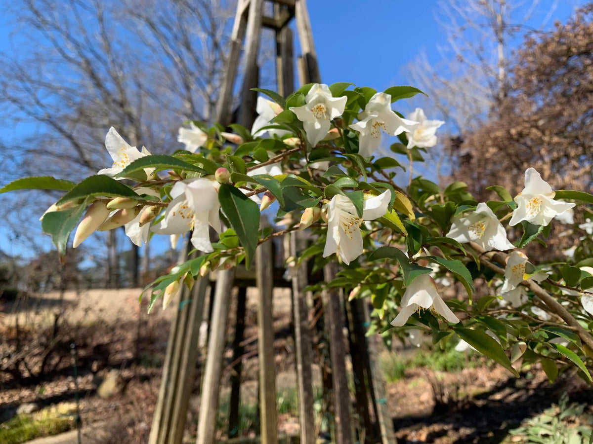 Camellia 'Wirlinga Bride' – Nurseries Caroliniana