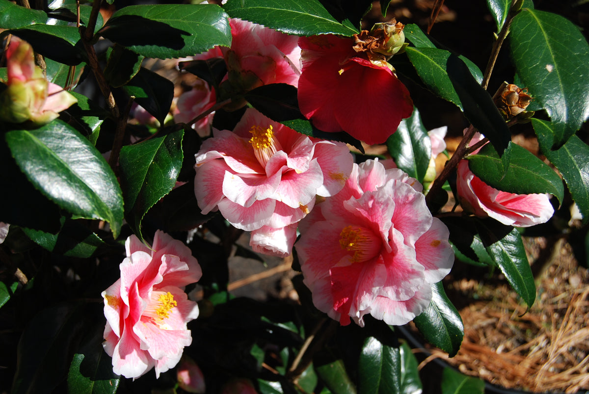 Camellia japonica 'Yours Truly' – Nurseries Caroliniana