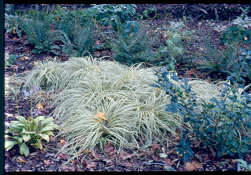Carex 'Silver Sceptre' – Nurseries Caroliniana