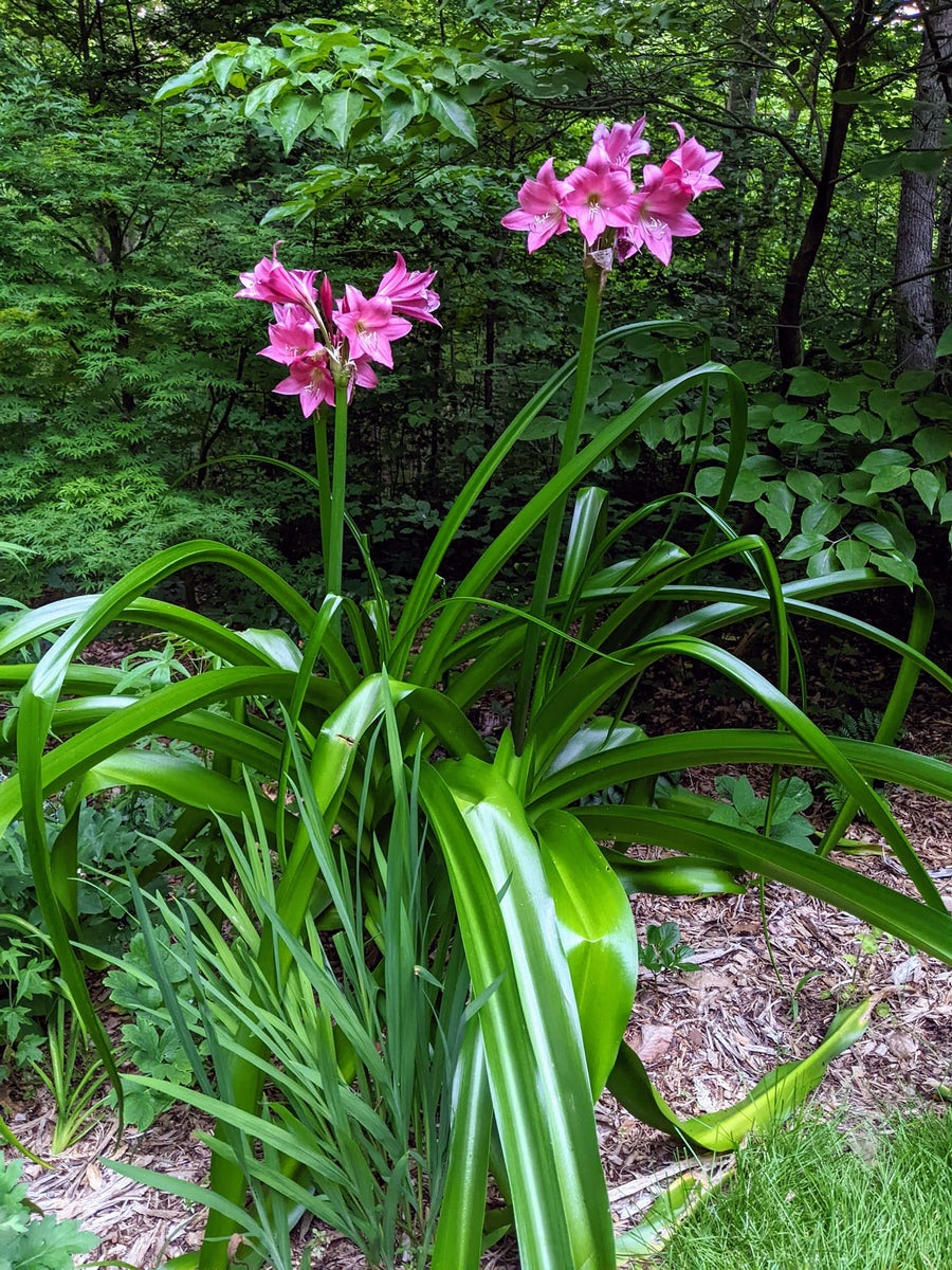 crinum plant Crinum 'Super Ellen' – Nurseries Caroliniana