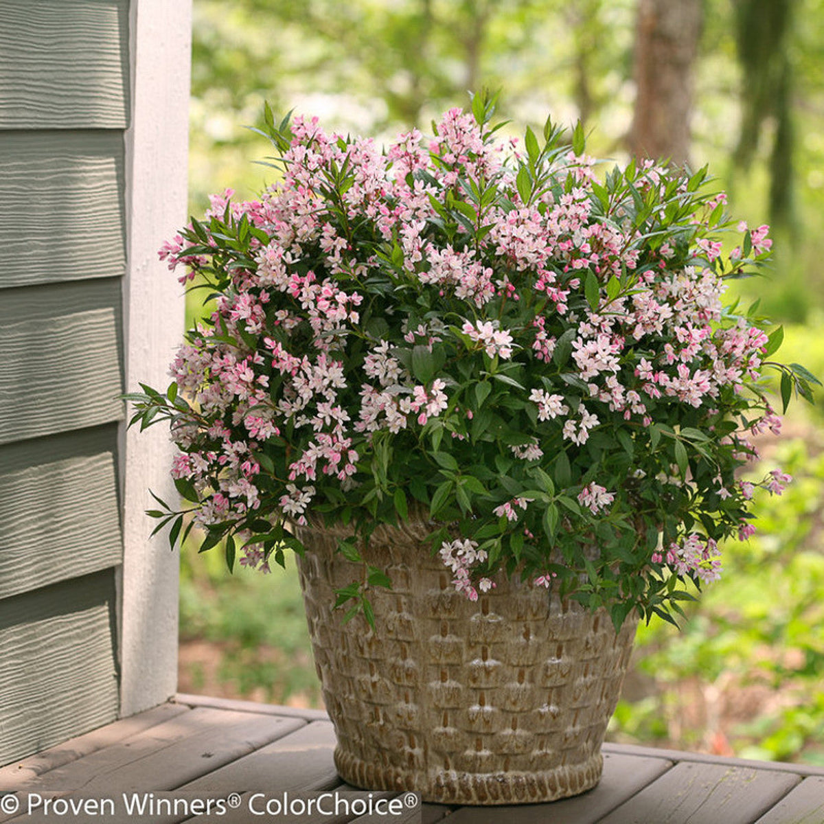 Deutzia 'NCDX2' PP28347 / Proven Winner® Color Choice® YUKI CHERRY
