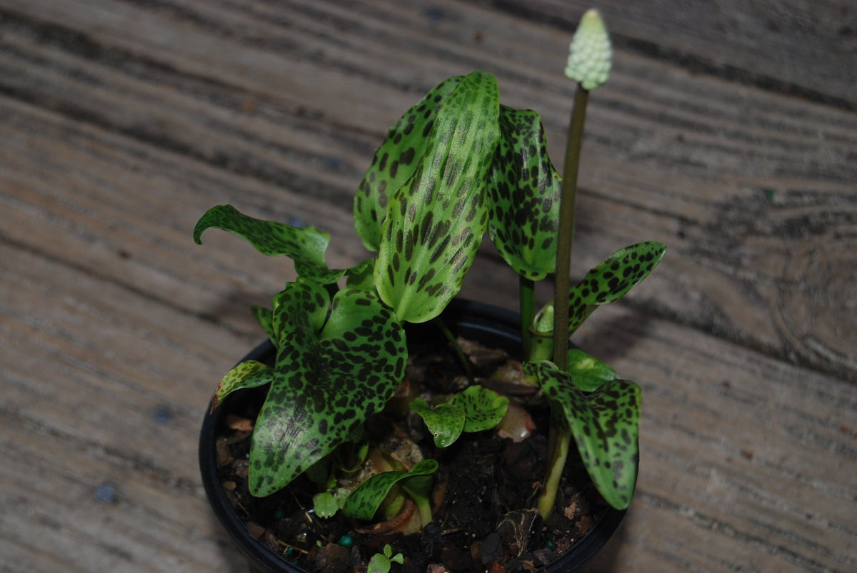 Drimiopsis maculata 'Slow Fade' – Nurseries Caroliniana