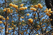 Edgeworthia chrysantha ‘Winter Gold’