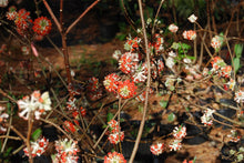 Edgeworthia chrysantha ‘Red Dragon'