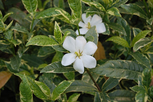 Gardenia jasminoides 'Fukurinkoba'