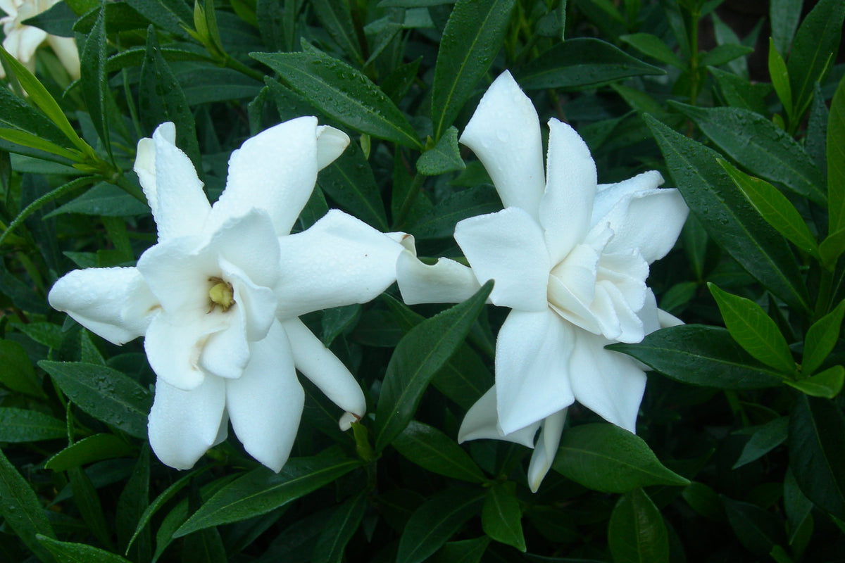 Gardenia jasminoides 'Frostproof' – Nurseries Caroliniana