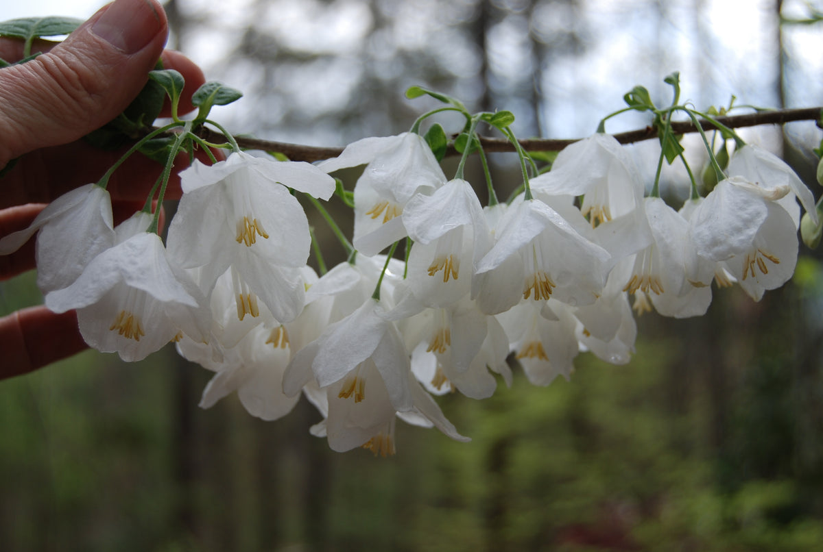 Halesia diptera var. magniflora Nurseries Caroliniana