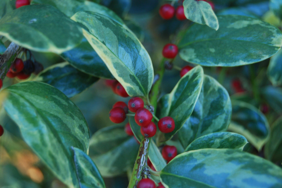 IlexlatifoliaSnowFlash5FHooks_