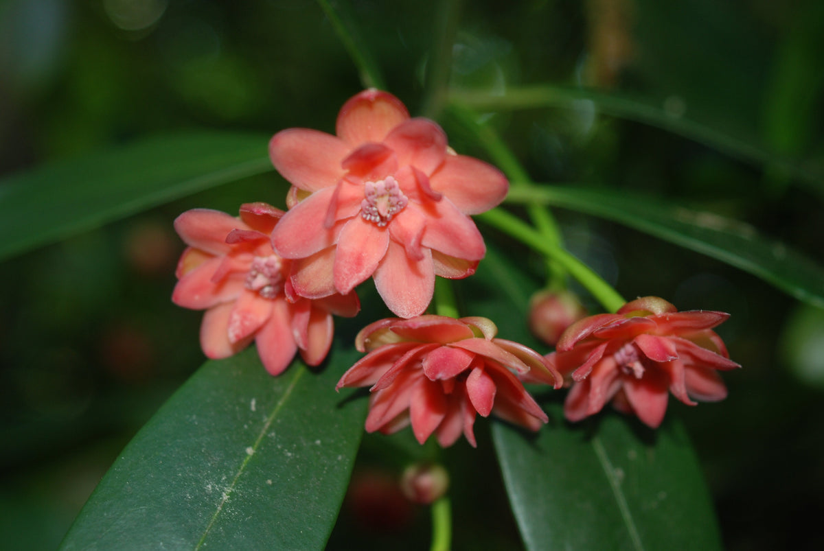 Illicium Lanceolatum Nurseries Caroliniana illicium-lanceolatum-nurseries-caroliniana