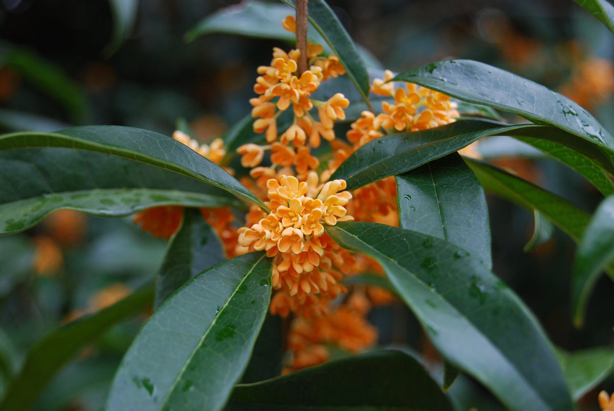 Osmanthus fragrans aurantiacus – Nurseries Caroliniana