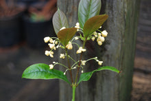 Osmanthus fragrans 'Tianxiang Taige'