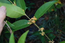 Osmanthus fragrans 'Tianxiang Taige'