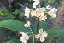 Osmanthus fragrans 'Tianxiang Taige'