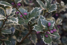 Osmanthus heterophyllus 'Latifolius Variegatus'