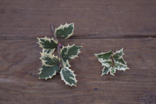 Osmanthus heterophyllus 'Latifolius Variegatus'