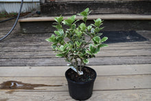 Osmanthus heterophyllus 'Latifolius Variegatus'