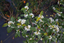 Phillyrea latifolia