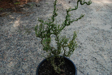 Poncirus trifoliata 'Baby Dragon'