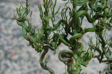 Poncirus trifoliata 'Baby Dragon'