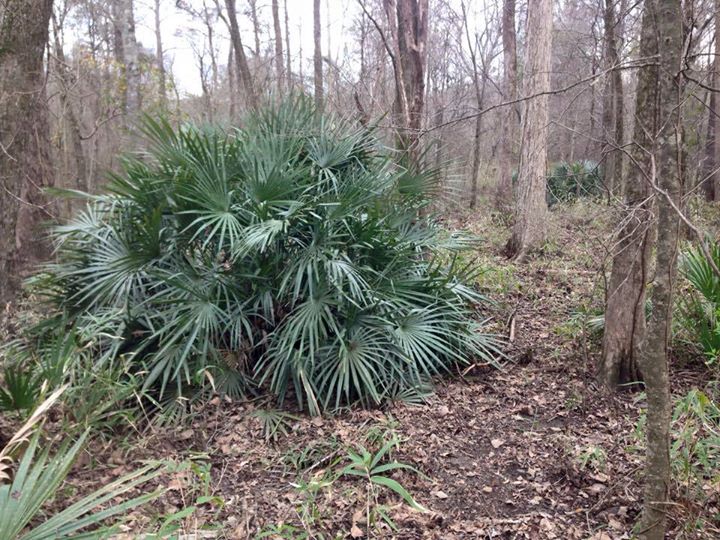 needle palm plant Rhapidophyllum hystrix