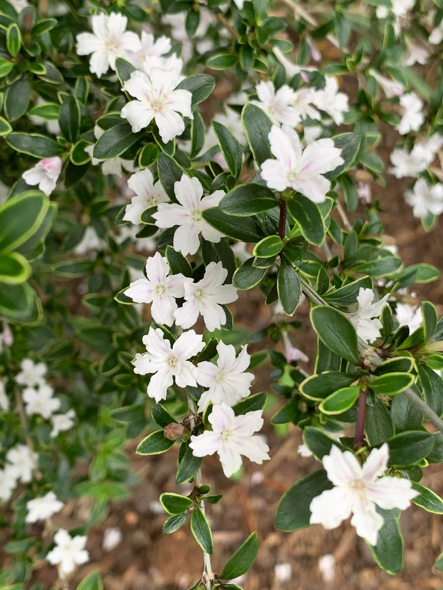 serissa plant Serissa japonica ‘Variegata'