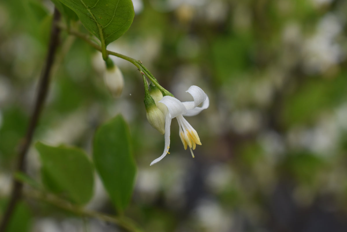 Styrax wilsonii Nurseries Caroliniana