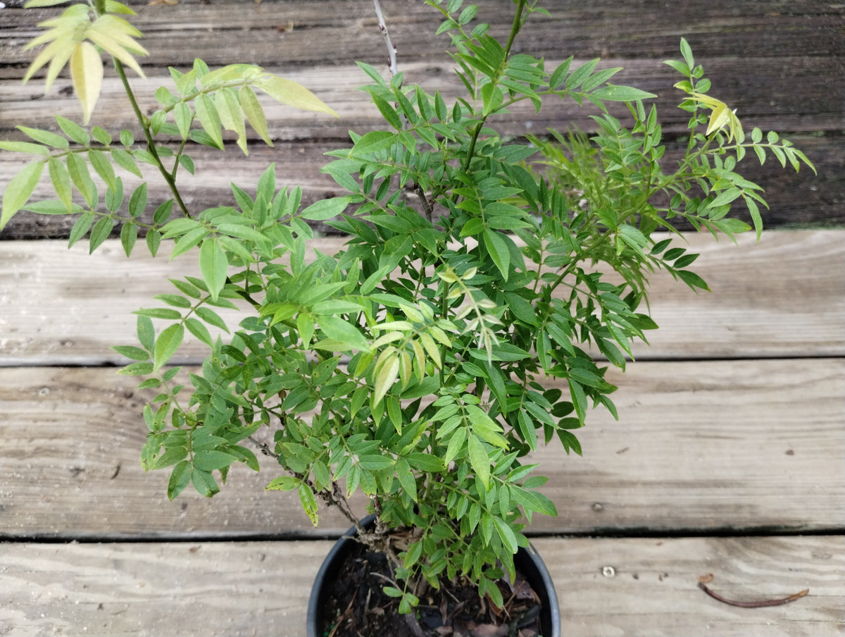 Wisteria floribunda f. microphylla 'Hime' – Nurseries Caroliniana