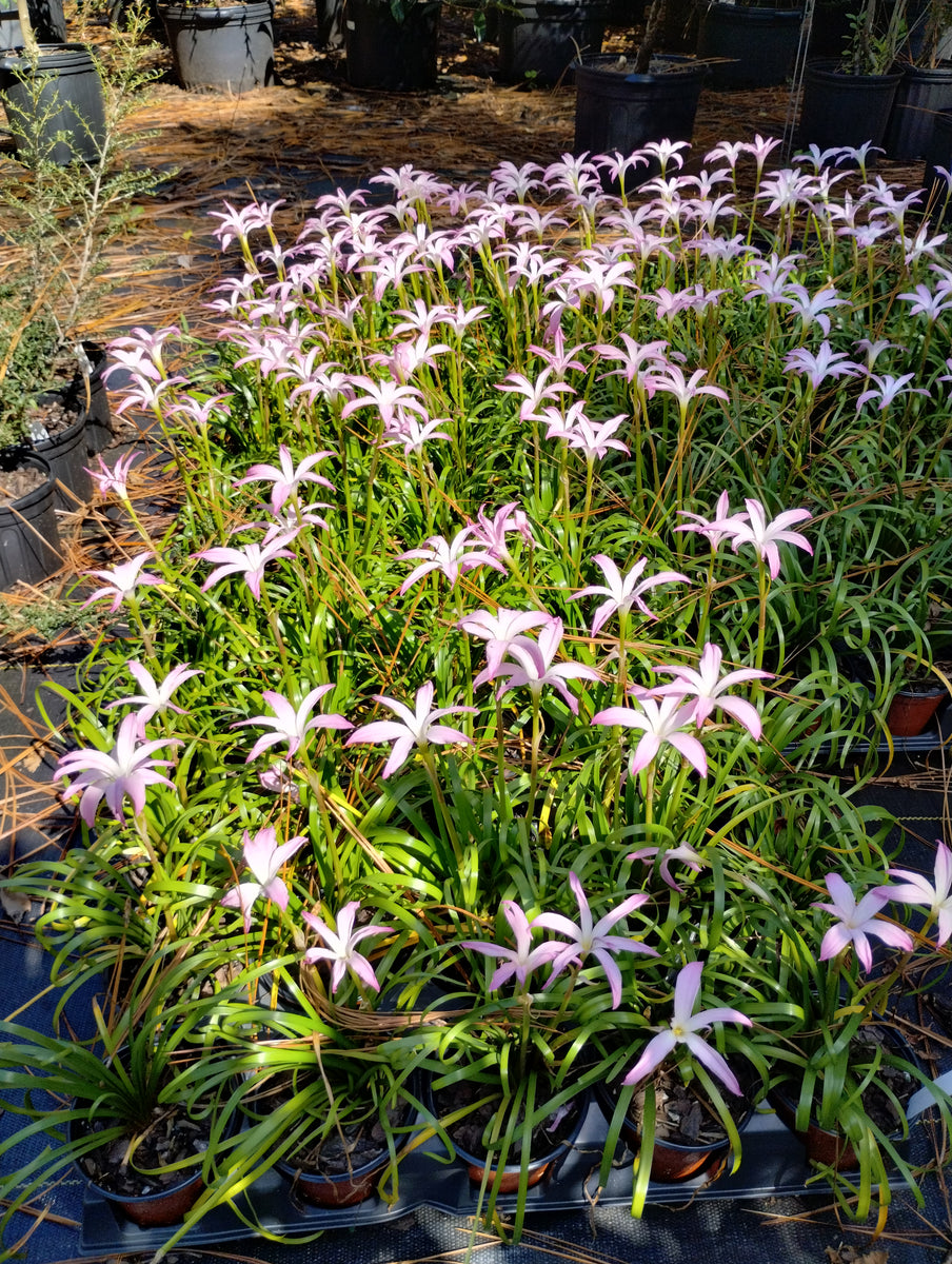star flower lily Zephyranthes 'Star Spangled' – Nurseries Caroliniana