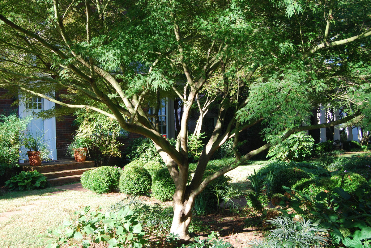 acer palmatum seiryu bonsai Acer palmatum 'Seiryu' – Nurseries Caroliniana
