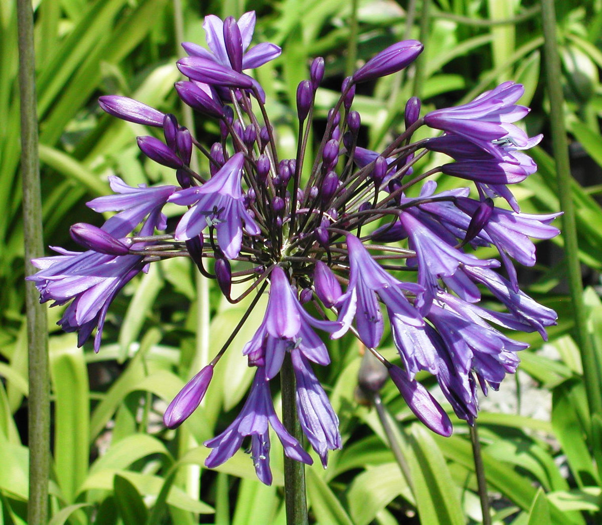 Agapanthus 'Storm Cloud'  Nurseries Caroliniana