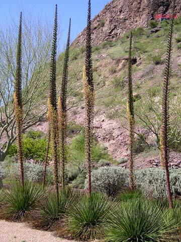 Agave geminiflora – Nurseries Caroliniana