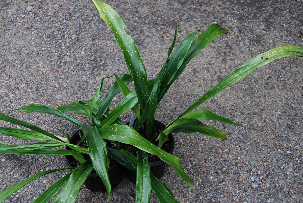 Aspidistra_ebianensis_Hayes_81