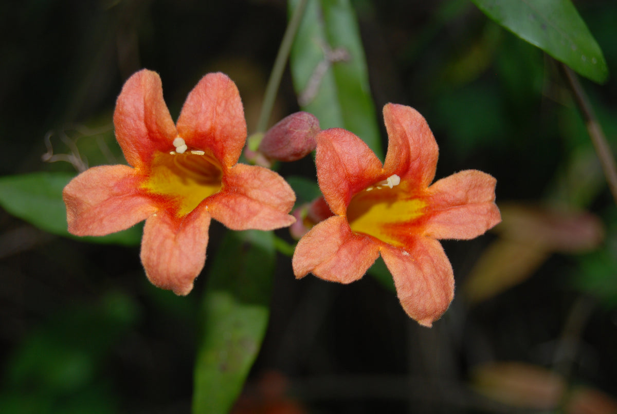 Bignonia capreolata 'Jekyll' – Nurseries Caroliniana