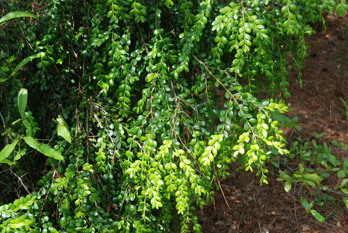 Buxus microphylla japonica 'Unraveled'