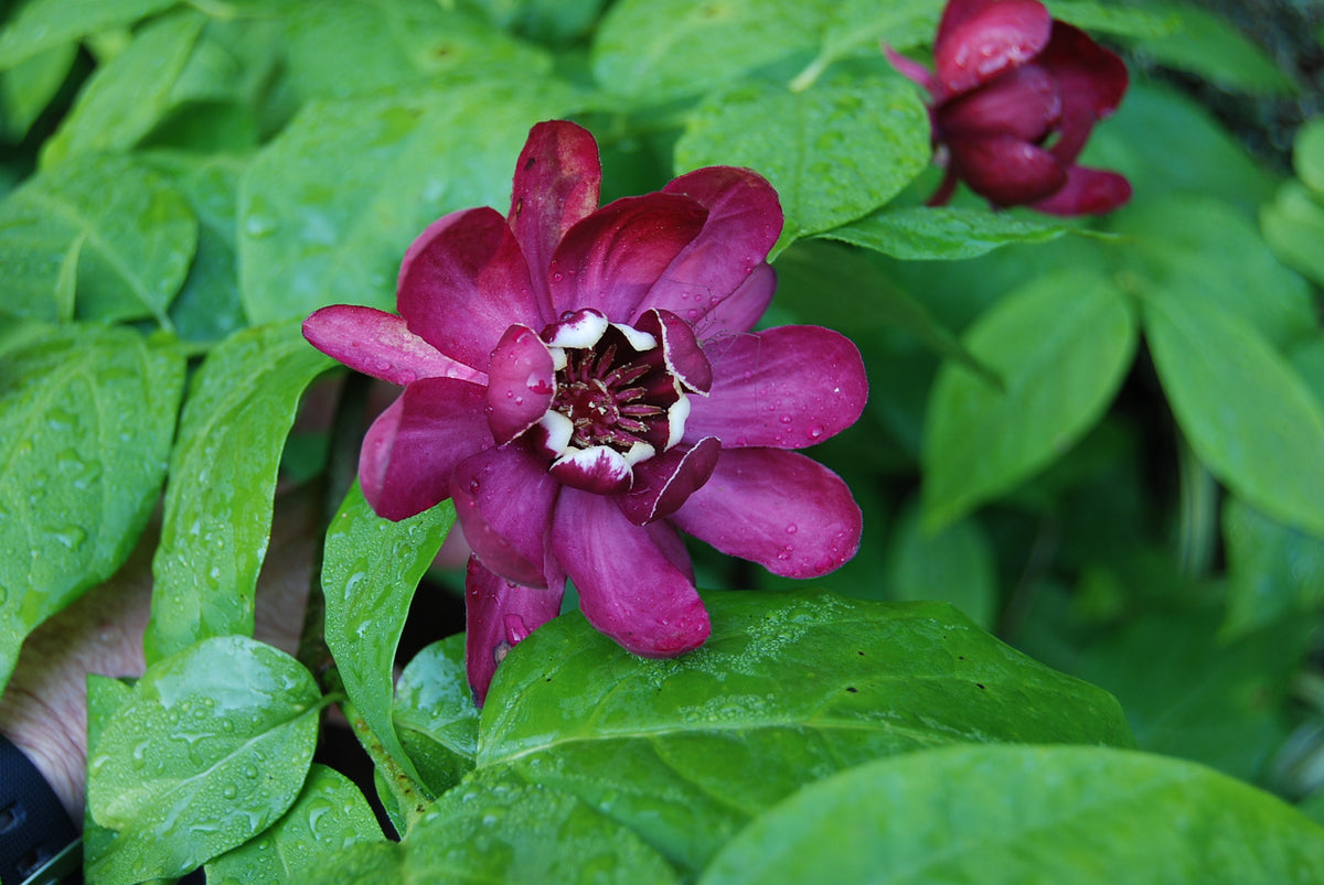 Calycanthus 'Aphrodite' PP24014 – Nurseries Caroliniana