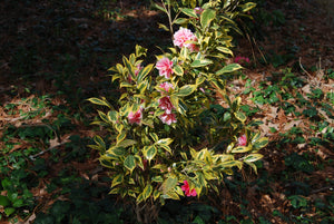 Camellia japonica 'Fukurin-ikkyu'