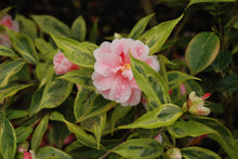 Camellia japonica 'Fukurin-ikkyu'