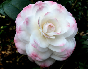 Camellia japonica 'Grace Albritton'