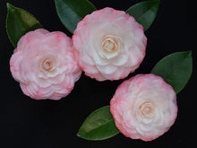 Camellia japonica 'Grace Albritton'