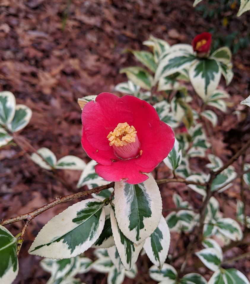 Camellia japonica 'Koshi-No-Fubuki'