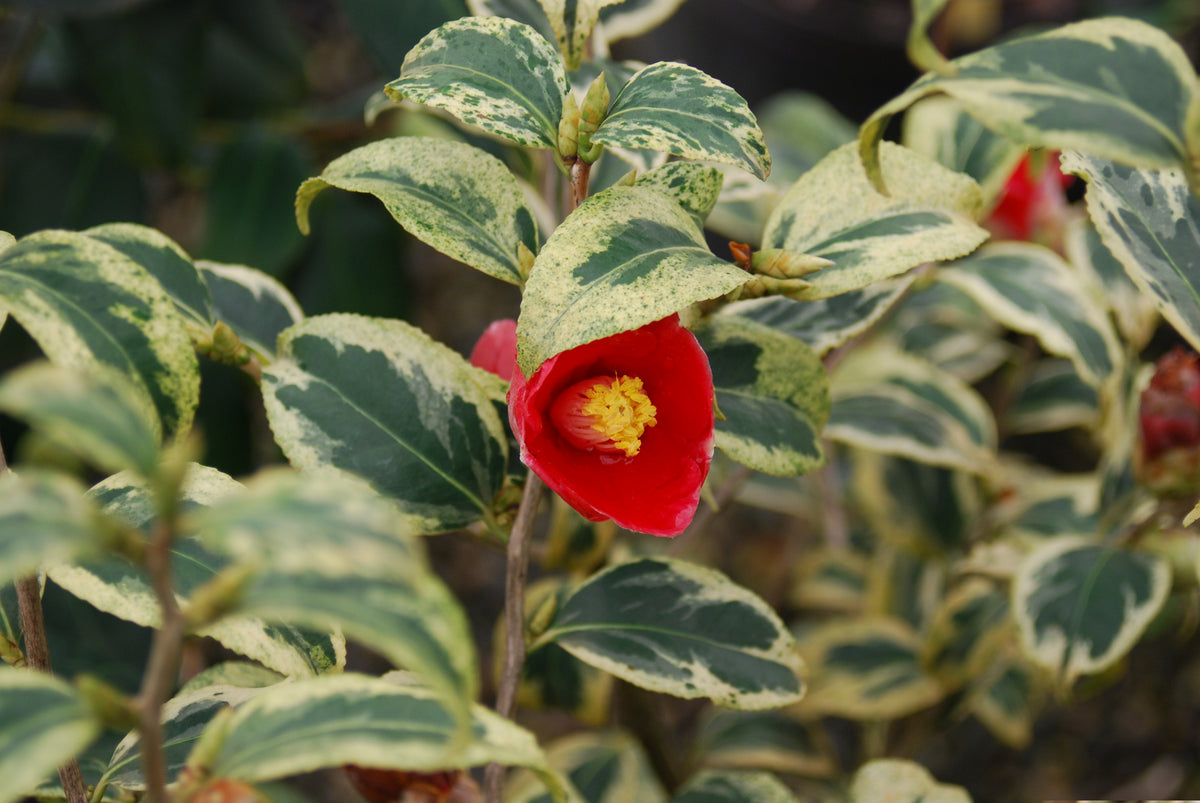 Camellia japonica 'Koshi-No-Fubuki' – Nurseries Caroliniana