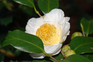 Camellia japonica quercifolia 'White Mermaid''