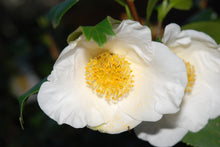 Camellia japonica quercifolia 'White Mermaid''