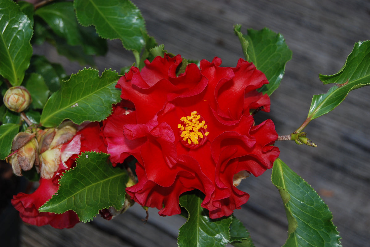 Camellia japonica 'Piemonte' – Nurseries Caroliniana