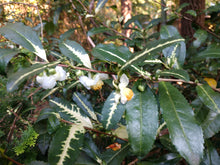 Camellia sinensis 'Gold Splash'