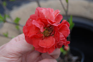 Chaenomeles speciosa 'Pink Storm' PP20920 / Proven Winner® Color Choice® DOUBLE TAKE® PINK
